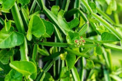 Cissus quadrangularis   Herbal Care for Skin, Hair & Nails, Natural Healing