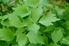 Lovage herb plant celery flavoured leaves liked by bees 9cm pot UK FREE DELIVERY