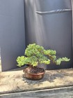 Juniper Bonsai Tree 8/10 inch pot Perfect For Beginners You get this tree