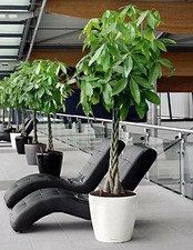 Braided Money Tree – Pachira aquatica –Indoor Plant