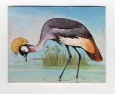Greggs NZ aquatic birds 1974. The Crowned Crane