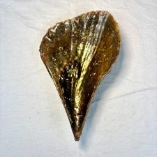 9.5” x 6” LARGE Atrina Tuberculosa Pen Shell Mollusk Seashell - Shellac Glaze