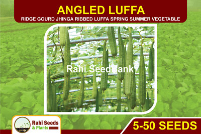 Angled luffa 5-50 Seeds Ridge Gourd Jhinga Ribbed Luffa Spring Summer ...