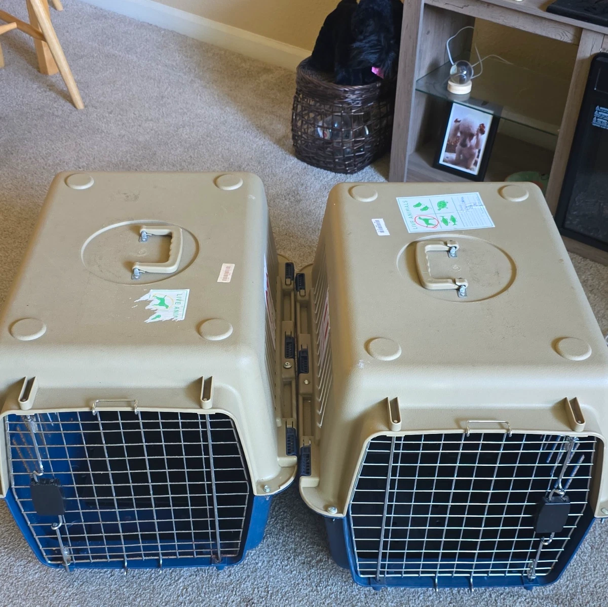 Petmate Small Animal Carrier and Crate for sale | eBay