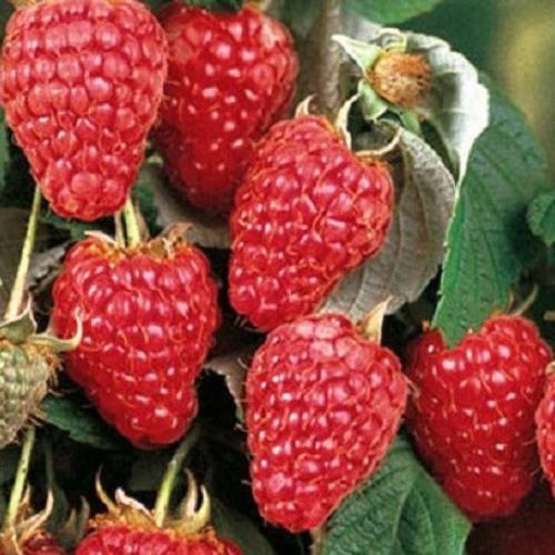 Box Of 3 Meeker Red Raspberry, 1'-2' tall live potted plant . | eBay