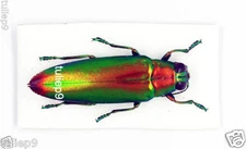 BEETLE  - Chrysochroa Fulminans ssp (MorF)  - Padang, W.Sumatra, Indonesia