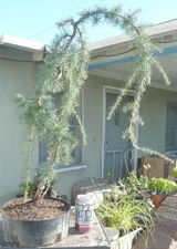 Weeping Blue Atlas Cedar Pre Bonsai Kifu Big Fat Trunk Cedrus atlantica 'Glauca'