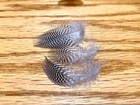 100 Teal Flank Feathers - Fly Tying — photo 1