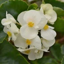 Begonia Megawatt White Grn Leaf    100 seeds