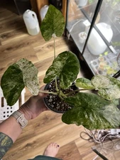 Alocasia Batik/Blizzard Corm