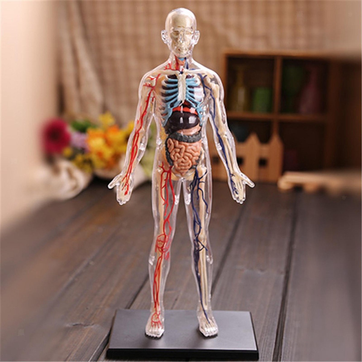 4D Assembled Human Body Teaching Tools Internal Organ Science