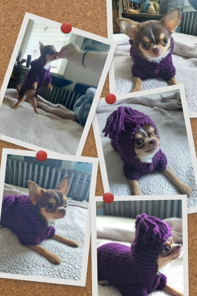 Adorable! NWOT Handmade/Knitted 💜Wool Dog Sweater w/Hoodie for 1-3 lb Toy Dogs - Image 4 of 4