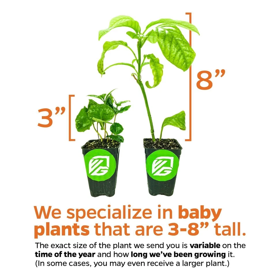 Fruta del dragón bebé de Edgar - Hylocereus undatus - Planta viva Foto 3 de 4