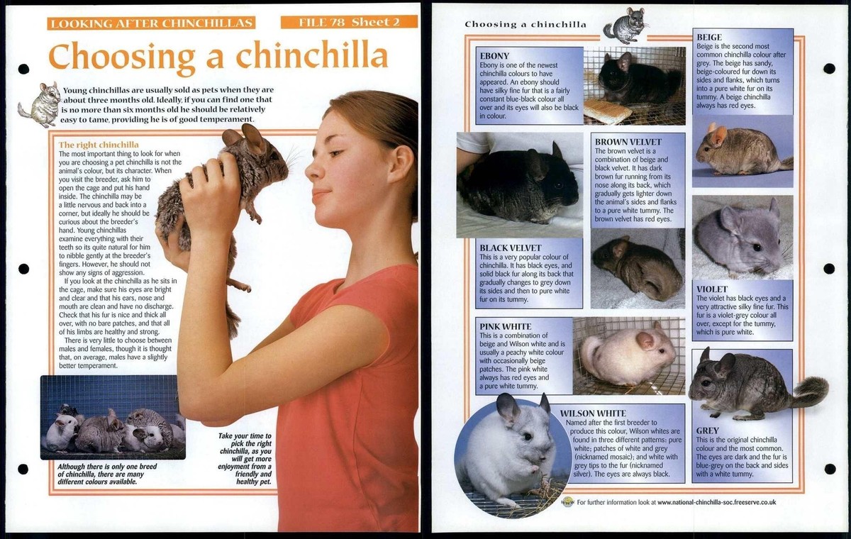 Choosing A Chinchilla #2 Looking After Animals, Animals, Animals Fact File  Page