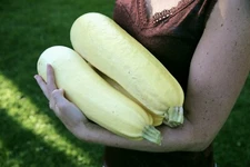 30 RUSSIAN WHITE Squash (Zucchini) Seeds