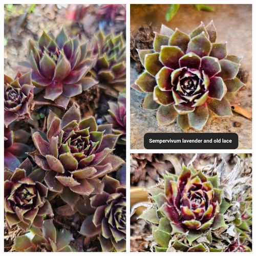 Sempervivum 10 Pack(D) With Roots / No Repeats - Picture 3 of 24