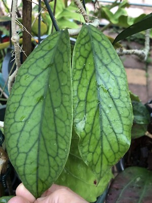 HOYA SP KAST (ROOTED PLANT)