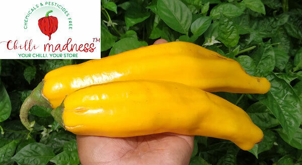 Chilli Ramiro Yellow Giant Sweet Pepper Sustainably Grown in Australia 10 Seeds NY10841 Chilli Ramiro Yellow Giant Sweet Pepper Sustainably Grown in Australia 10 Seeds NY10841