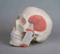 Anatomisches Modell, SchäDel Mit Kaumuskulatur 2-Teilig