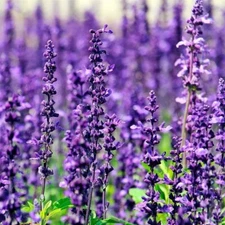 2000+ LAVENDER VERA SEEDS AUTUMN MOSQUITO INSECT REPELLENT PERENNIAL NON-GMO