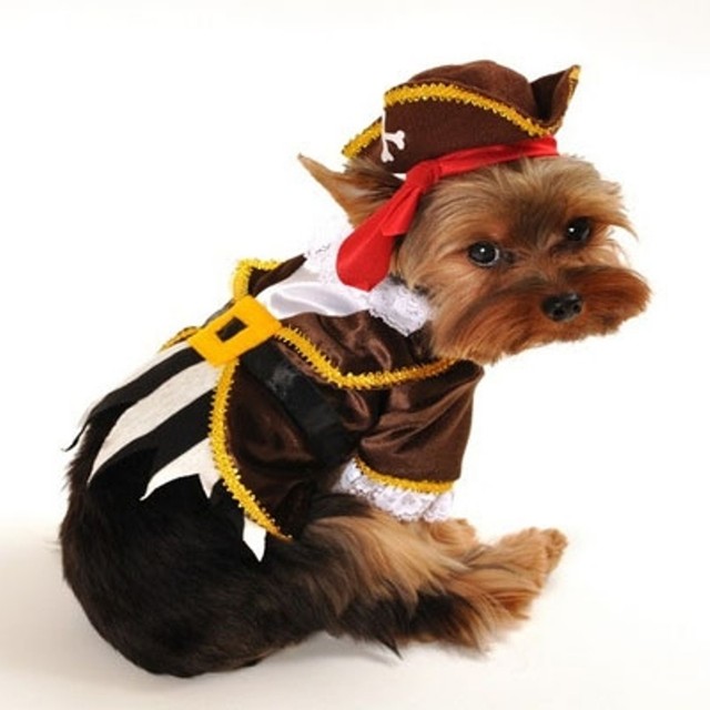 Pirate Captain Dog Costume by Anit Accessories Size Extra Small eBay