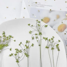 12PCS Real Pressed Dry mini Daisy with leaves stem for art Craft FHT15