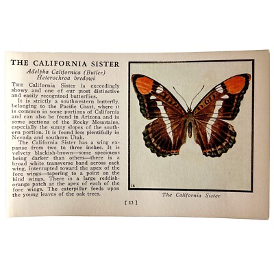 California Sister Butterfly 1934 Butterflies Of America Insect Art PCBG14C