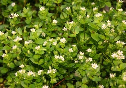 Vogelmiere 2500 Samen Stellaria media Saat Vogelfutter Vitamine Grünfutter - Bild 1 von 1