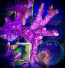 SAF~”WYSIWYG” German Blue Montipora Digitata, Monti, Acro, SPS