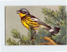 Postcard Magnolia Warbler Bird