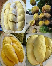 5+ Very Rare Durian Seeds (Durio zibethinus) King of Fruit | FREE SHIPPING