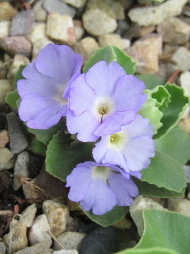Alpine Primroses : 50 Seeds : Small European Hybrids : Mixed Colours : Primula - Picture 9 of 12