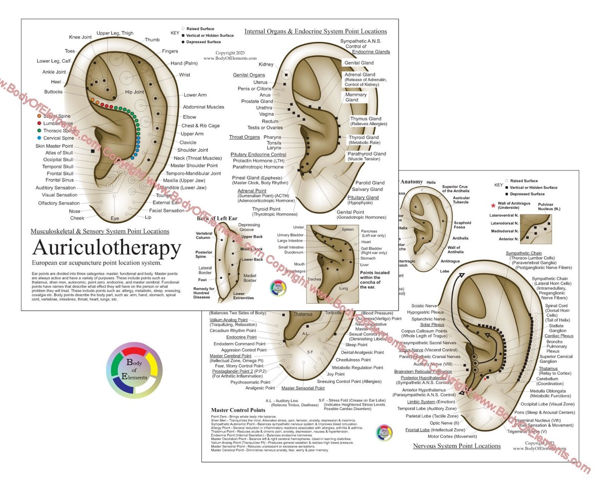 Auriculotherapy Ear Acupuncture Chart 8.5