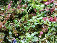 Starter pack of Bacopa Monnieri Moneywort Freshwater Live Aquarium Plants 15