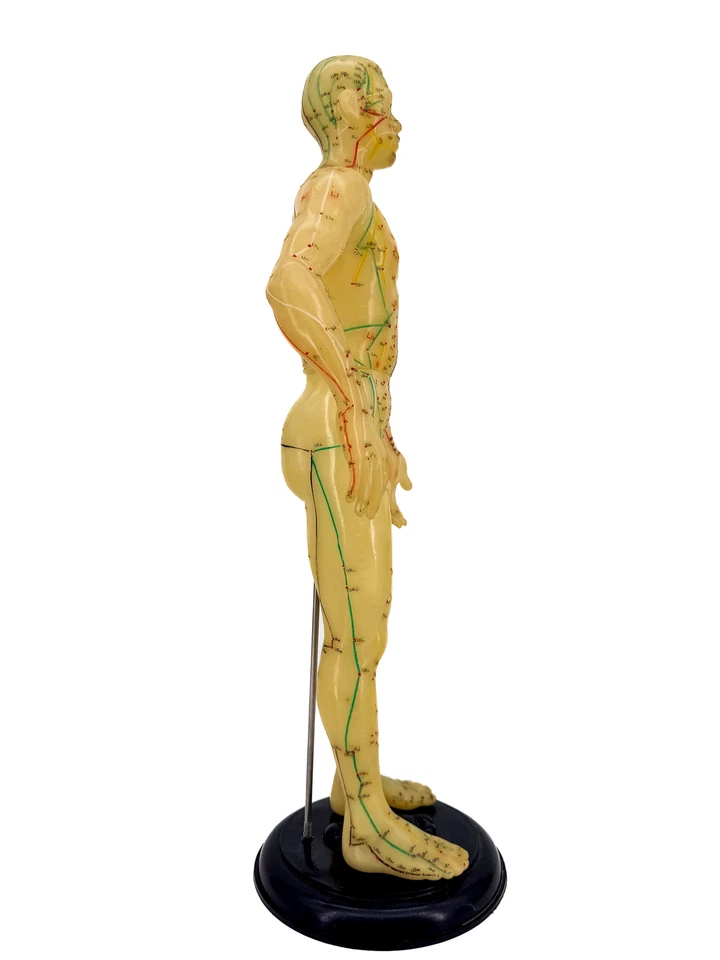 Vtg 17” Acupuncture Model Anatomical Mannequin Midcentury Medical Oddity on Base Foto 3 de 4