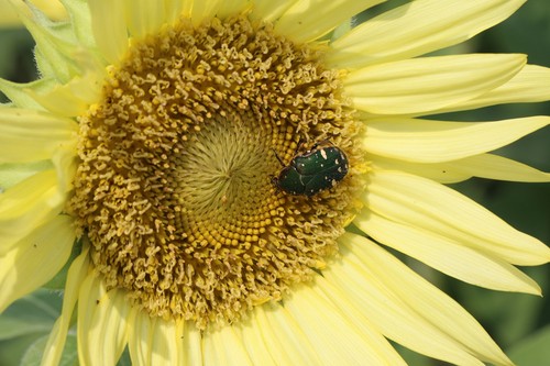 Canon single focus macro lens EF100mm F2.8 macro USM full size compatible - Picture 4 of 4