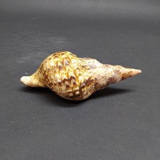 Conchiglia marina Charonia tritonis 16,5 cm gasteropode decorativo