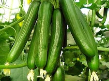 25 BEIT ALPHA Cucumber Seeds I Persian Cucumber I Organic I FREE SHIPPING