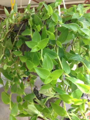 artificial monstera plant Shop Faux 28in Monstera Leaf Plant main image 1