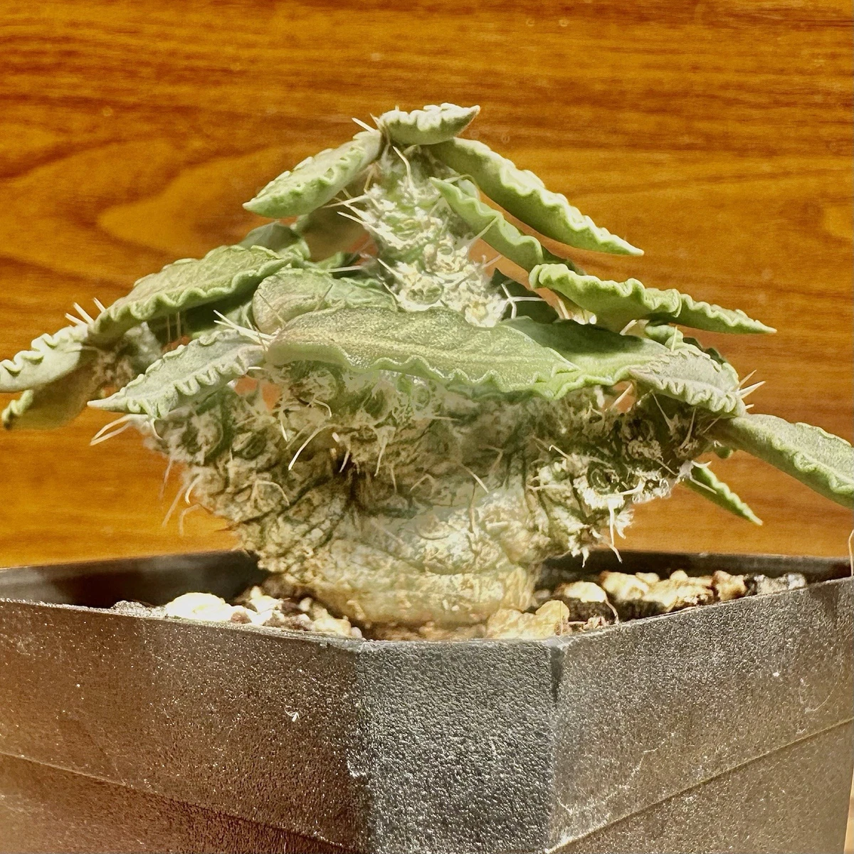 Caudex Cactis&Succulents for sale | eBay