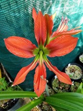 HIPPEASTRUM AULICUM Orangenform, Brasilien, schöne Knolle, Amaryllis Verwandte!!!