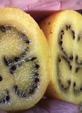 Super Rare  and Tasty ! Brazilian Sunberry Organic Seeds (20). Solanum oocorum.