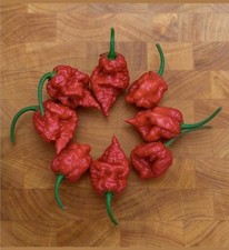 Carolina Reaper Pepper - 50 Seeds - Organic - Heirloom - HOT!
