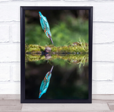 Action Alcedo Atthis Amazing Animal Avian Back Beak Bill Bird Wall Art Print