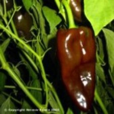 25  seeds Poblano L hot pepper garden planting spicy food