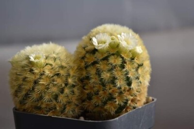 Cactus Mammillaria Carmenae 15 seeds | eBay