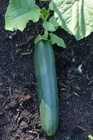 Cucumber Straight Eight Seeds Heirloom Vegetable Seeds Spring Summer Vegetables