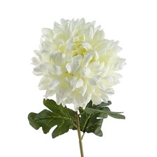 Image of 75cm Extra Large Reflex Chrysanthemum - White