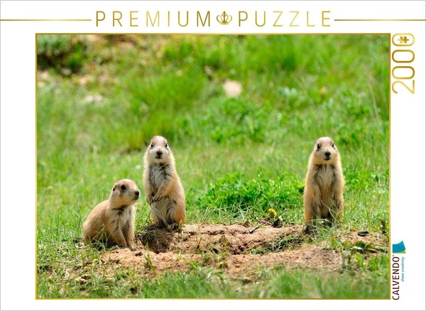 Calvendo Puzzle Schwarzschwanz PräRiehund | 2000 Teile Lege-GrößE 90 × 67 Cm Fot-image