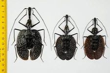 VIOLIN BEETLES 3 species - Mormolyce phyllodes + hagenbachi + castelnaudi - 8837